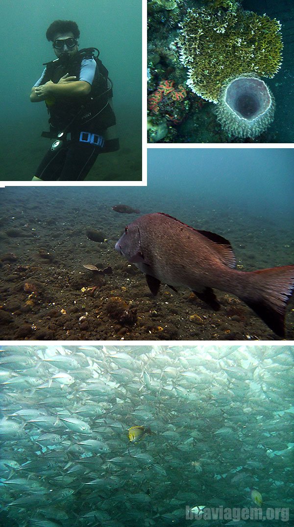 Cardume gigantesco e no navio na U.S.A.T. Liberty