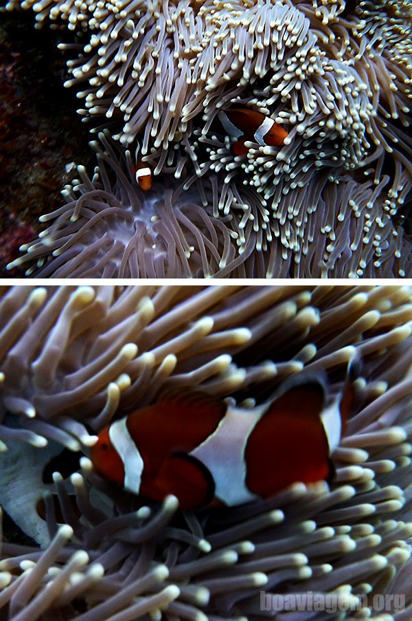 Nemo, peixe palhaço, bali, indonésia, mergulho