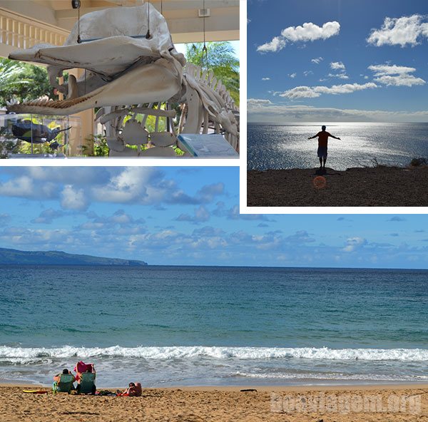 Maui suas praias e baleias