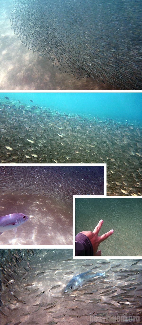 Cardume de sardinhas e peixes predadores