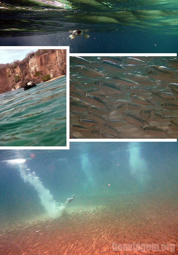 Pásssaros mergulham em busca do alimento em Fernando de Noronha