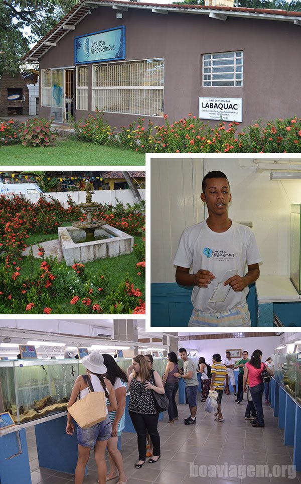 Projeto Hippocampus em Porto de Galinhas - PE