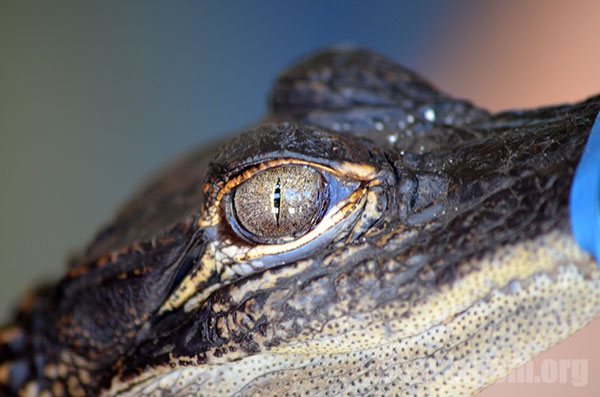 Olho de um filhote de crocodilo no Wild Florida