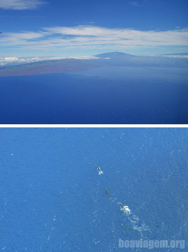 Avistando baleias Jubarte em algum ponto entre Maui e Big Island