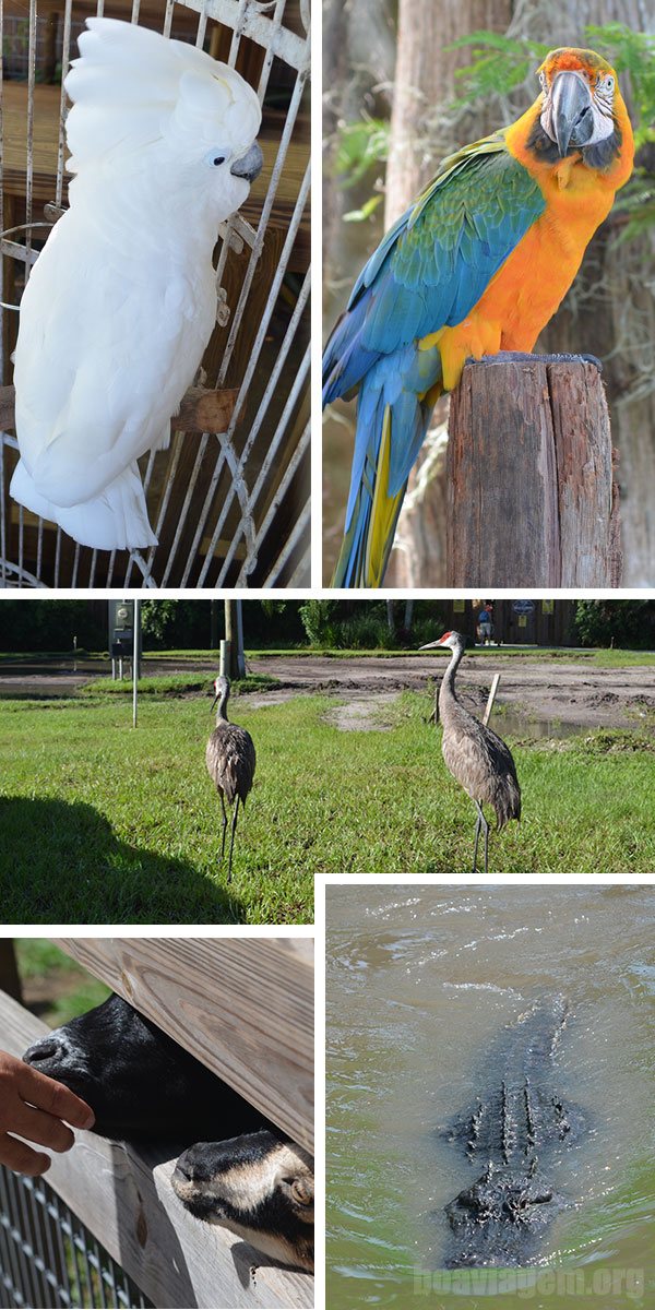 Animais no zoo do Wild Florida