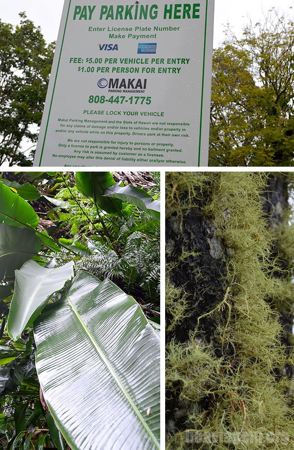 Chegando em Akaka Falls, próxima a Hilo no Havaí