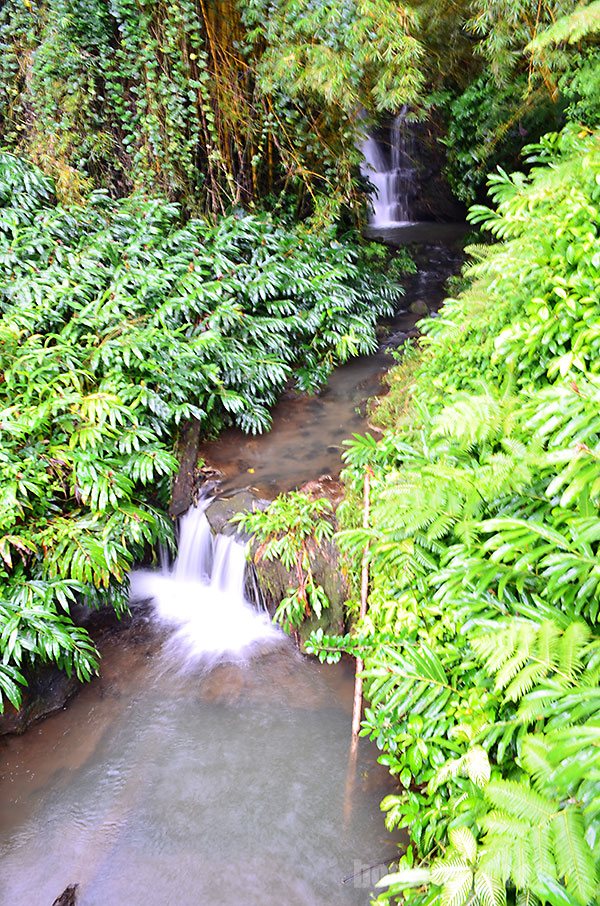 Belo véu da noiva em Akaka Falls na Big Island