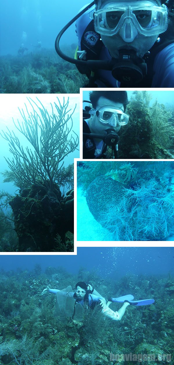 Na selva marinha de San Andrés - Caribe Colombiano