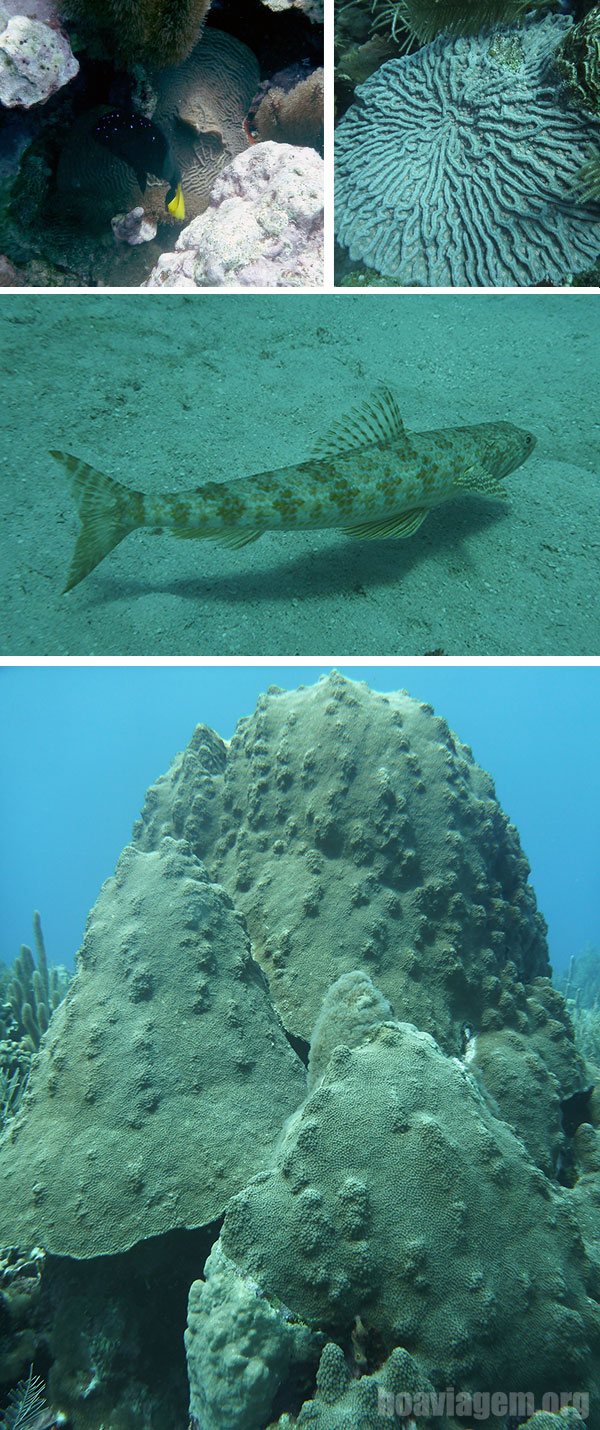 Alguns peixes, mas o forte são os recifes, corais e fauna marinha