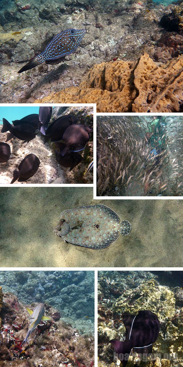 Vários cardumes e alguns peixes bem exóticos
