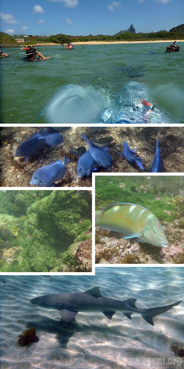 Snorkel no Sueste com tubarões, cardumes e belos corais