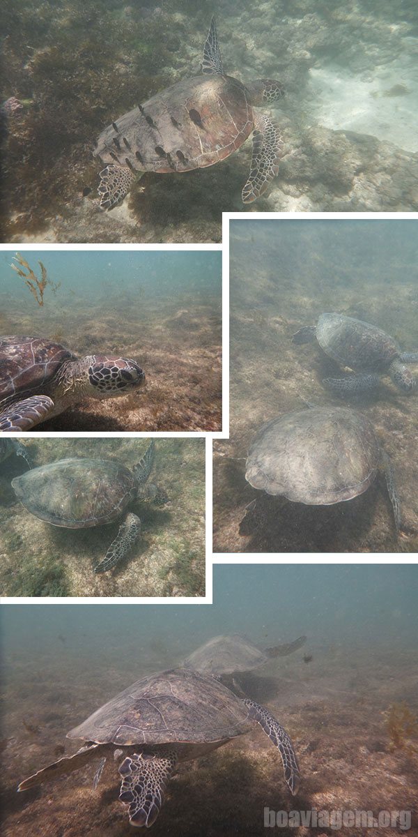 Acompanhando algumas tartarugas gigantes no Sueste