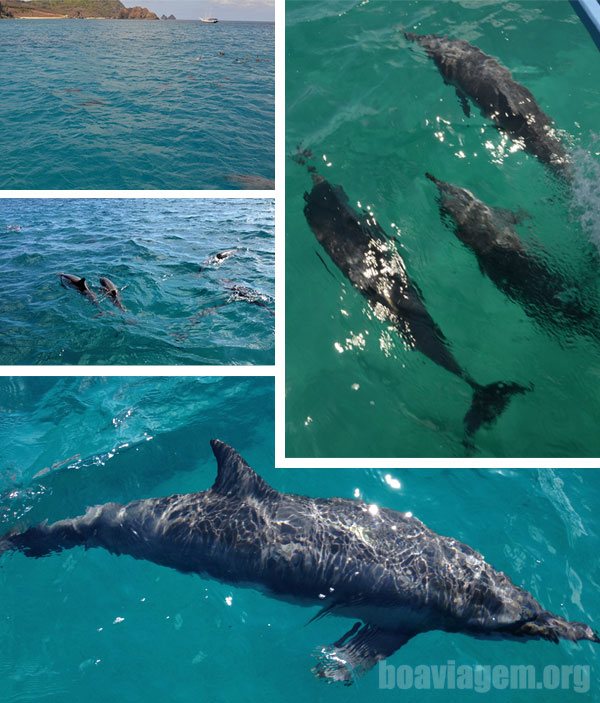 Mais e mais golfinhos acompanhando a embarcação