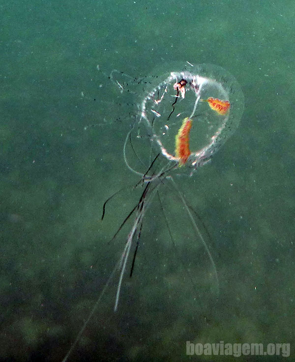 Invertebrado marítimo que provoca queimaduras de até 3º grau