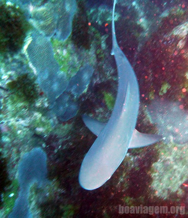 Presença de alguns tubarões lixa (Nurse Shark) em Fernando de Noronha