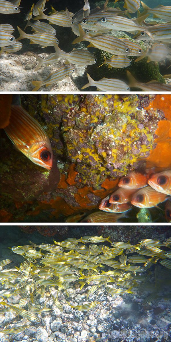 Vários cardumes diferentes na piscina natural do Atalaia