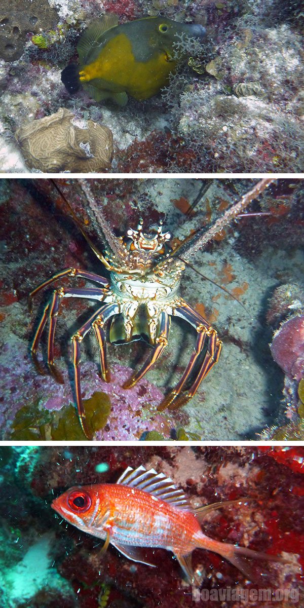 Peixes e algumas lagostas gigantes durante nosso mergulho