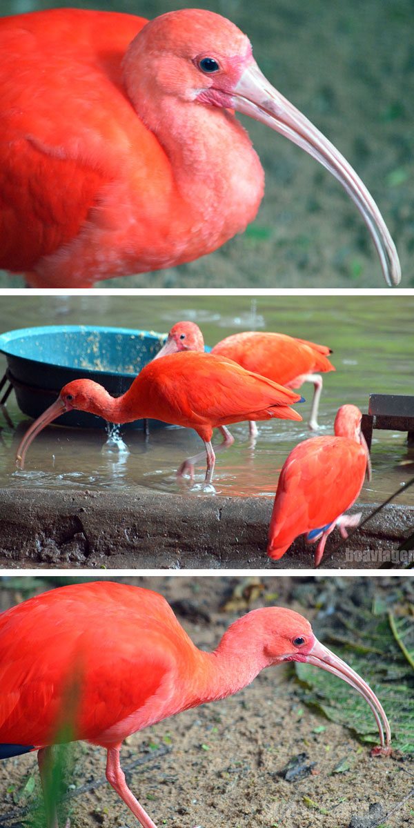 De volta ao Parque das Aves em Foz do Iguaçu