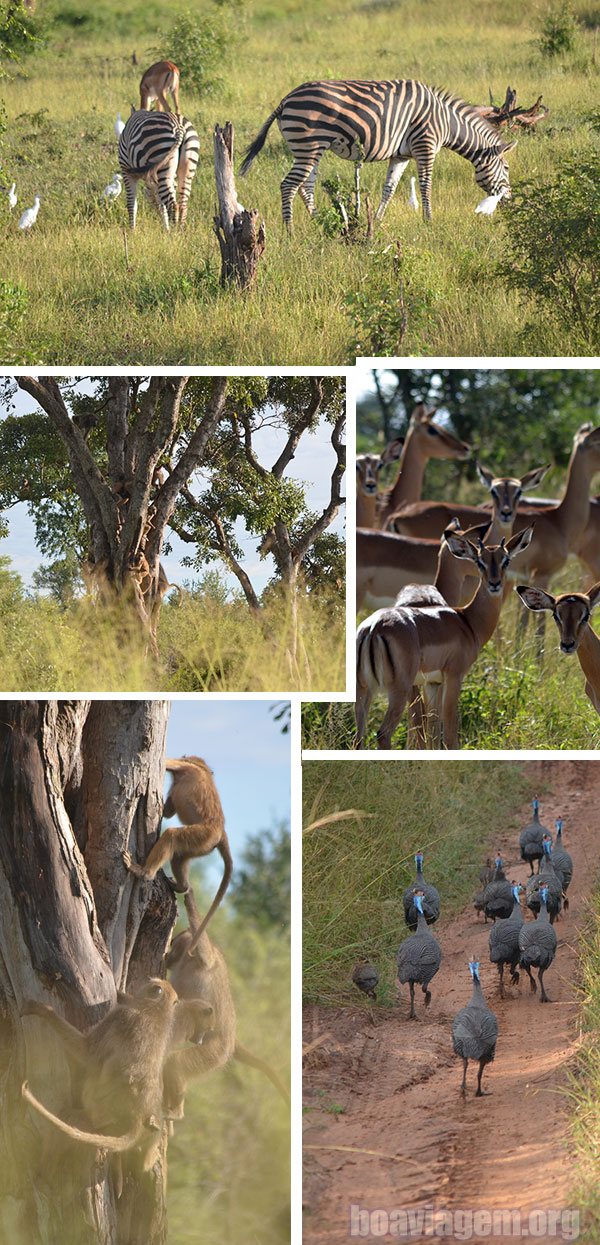 Animais em Safari Privado nas Victoria Falls