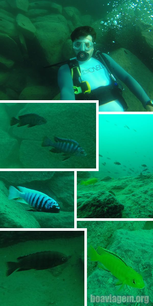 Peixes do Lago Malawi
