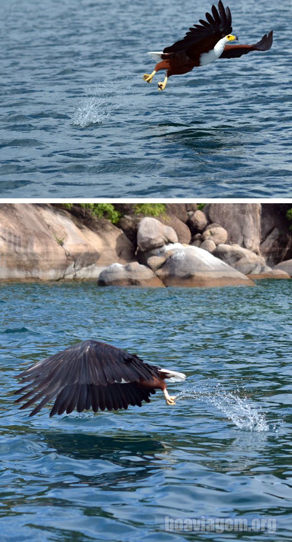 Pássaro, Lago Malawi - África