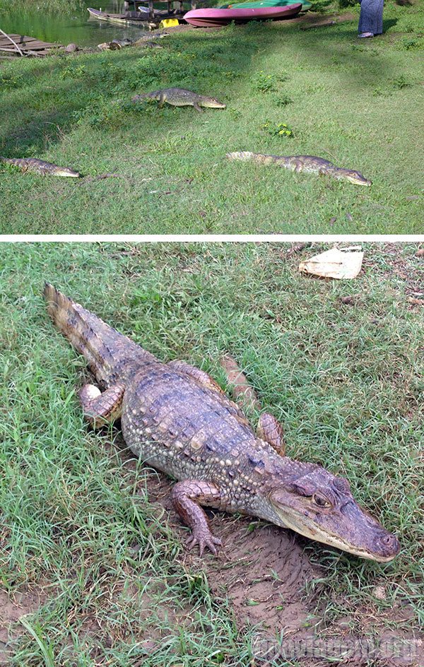 Crocodilos em San Andrés - Caribe colombiano