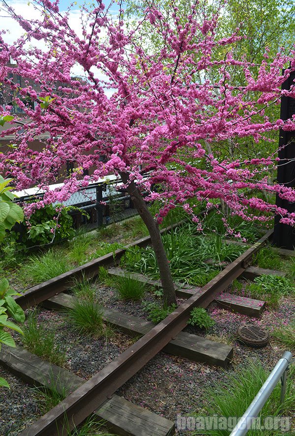 Árvore florida na High Line de Nova York