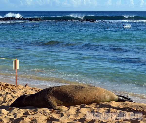 Estou na praia e de repente chega uma foca pra tostar no sol ao meu lado