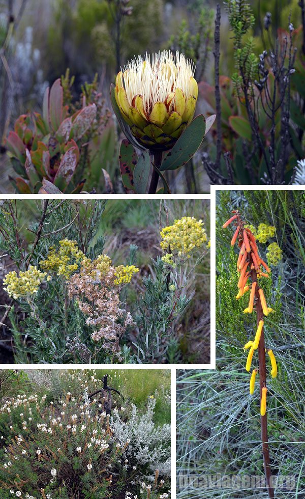 Flores do Kilimanjaro