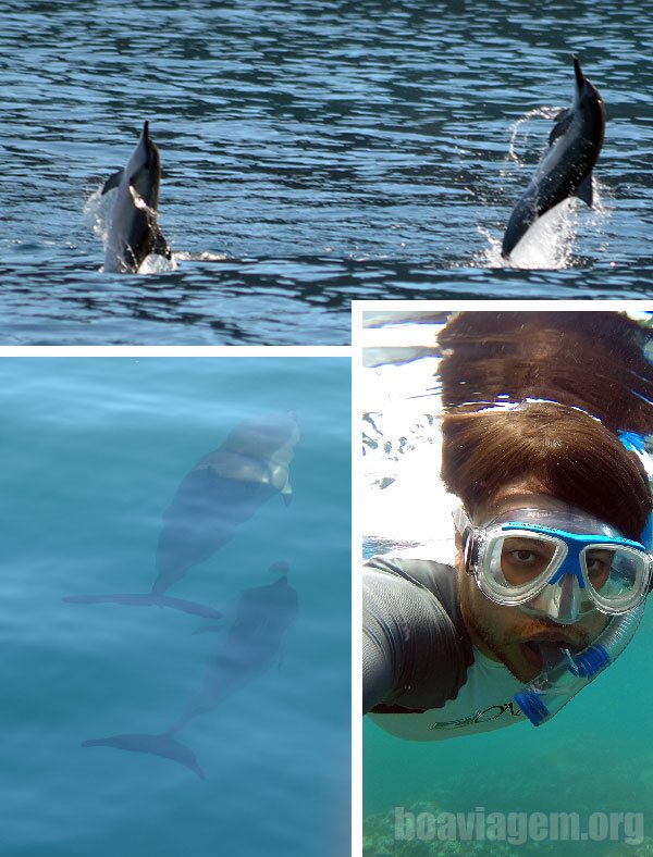 Golfinhos em nosso caminho para praticar snorkel