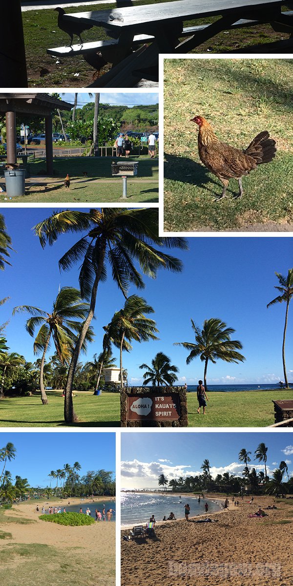 Kauai Spirit! Galinhas por todos os cantos!