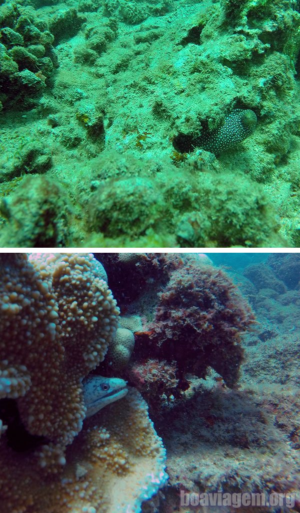 Moréias em mergulho no Kauai