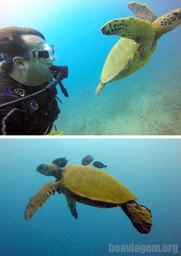 Tartarugas no Kauai