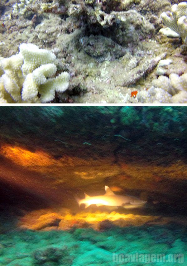 Peixe-escorpião e tubarões no Kauai