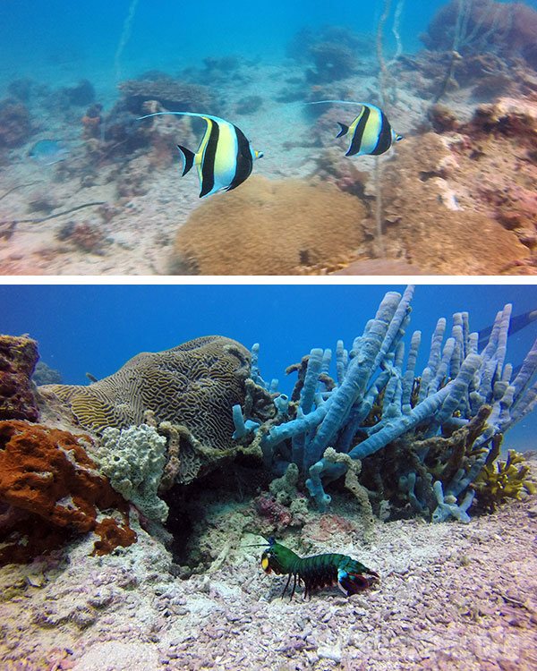 Riqueza da fauna marinha de Zanzibar