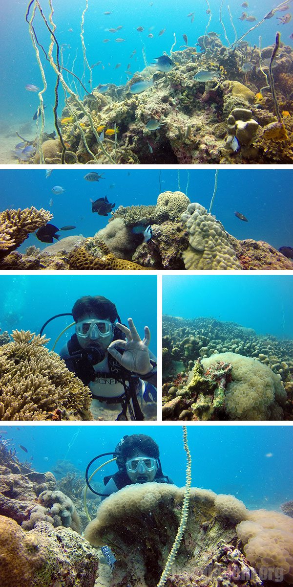 Mergulho em Zanzibar