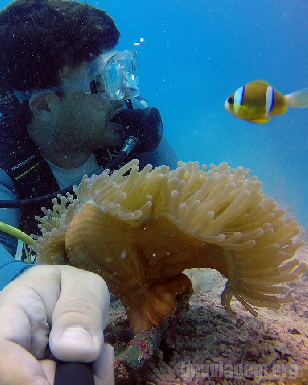 Encontrando NEMO - peixe palhaço