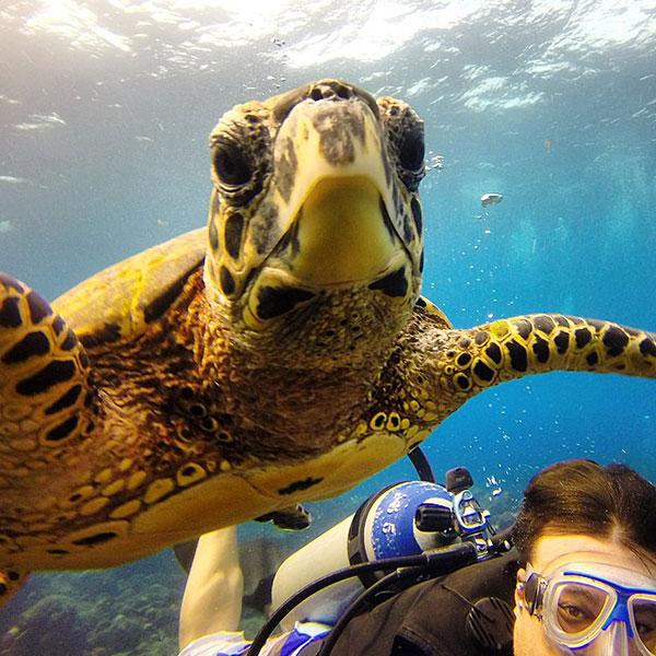 TurtleSelfie