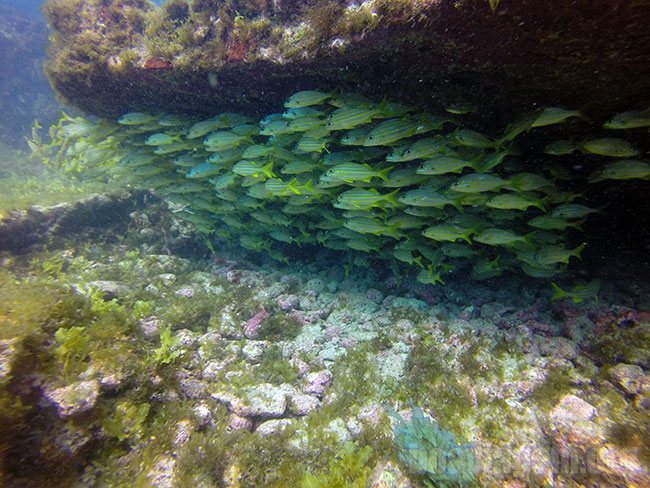 Cardume visto durante um mergulho em Noronha