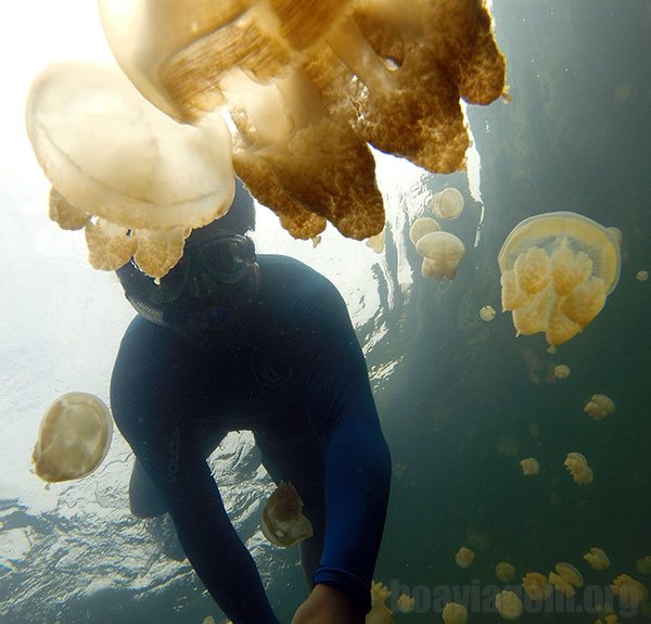 Snorkel no lago de águas vivas no Palau