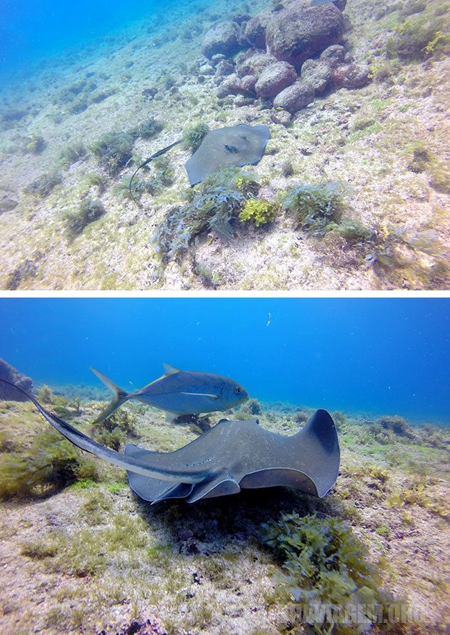 Uma bela raia entre cardumes de atuns em Noronha