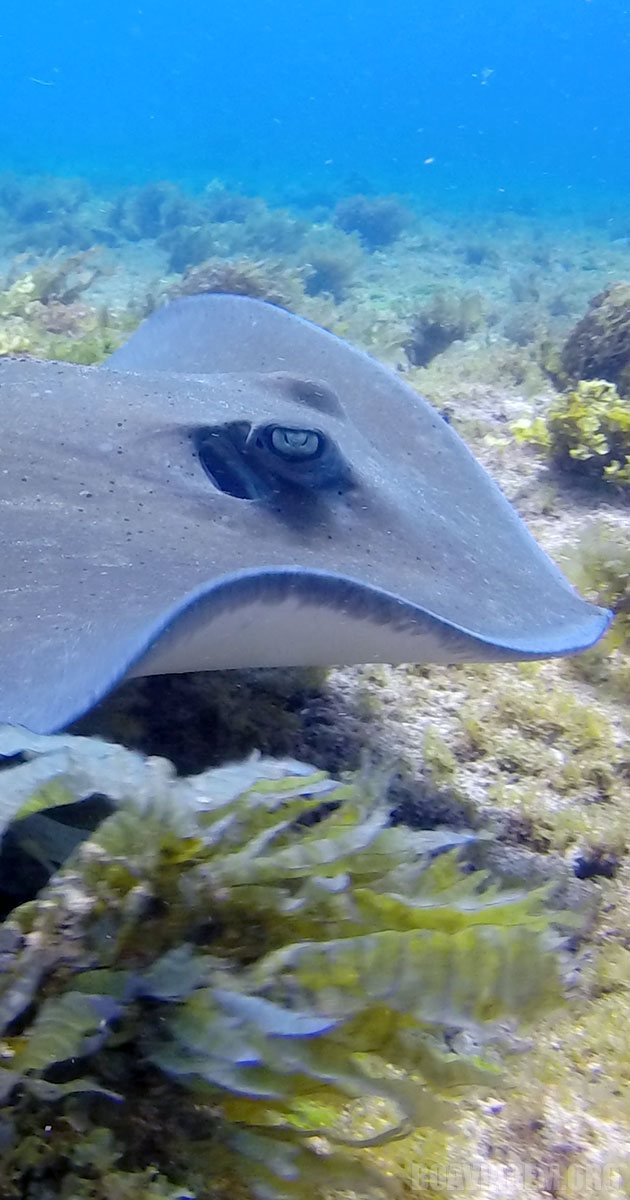 O olho de uma raia em mergulho com cilindro em Noronha