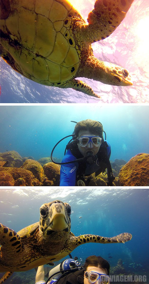 Tartaruga em Fernando de Noronha