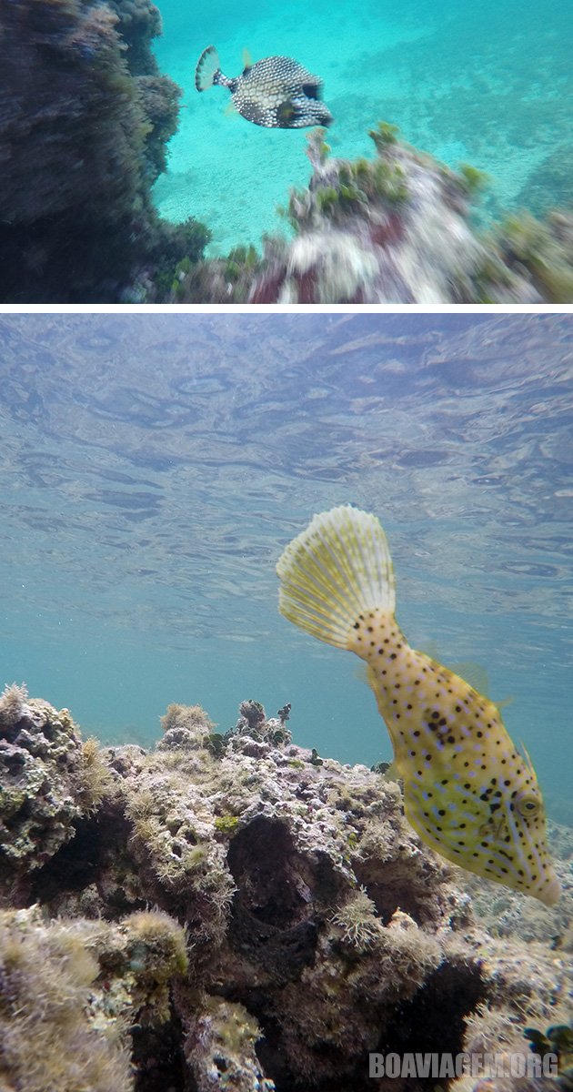 Alguns peixes avistados no snorkel em Marigot Bay