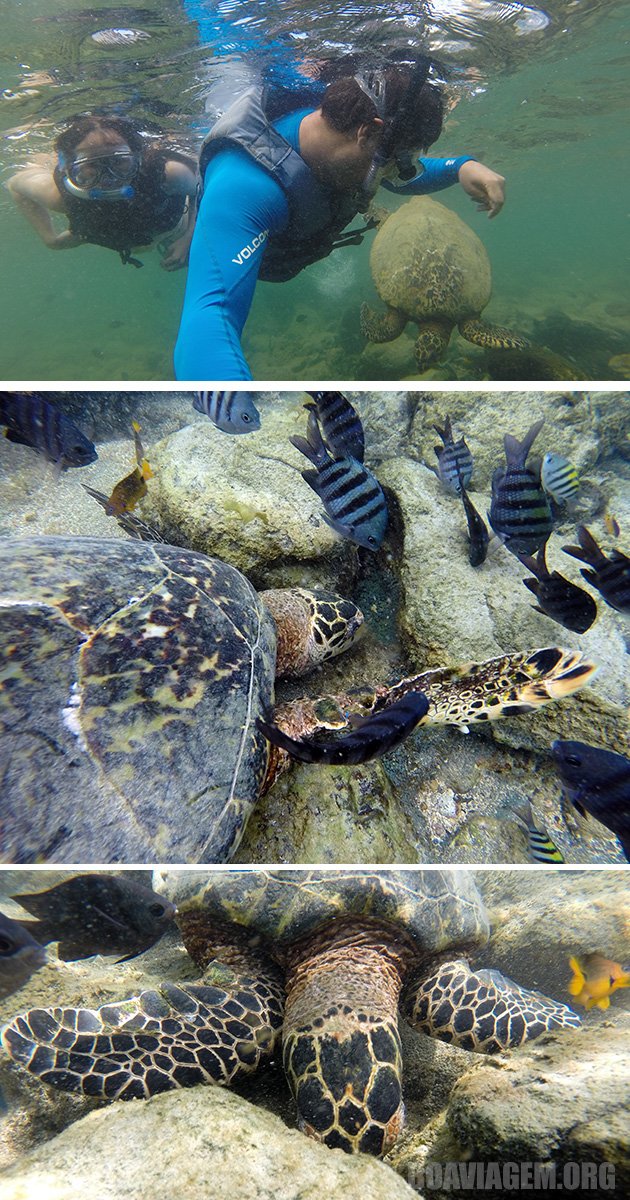 Tartaruga realizando sua refeição em Noronha