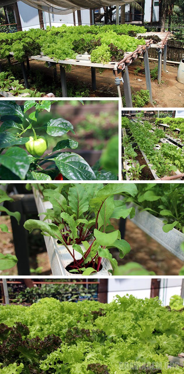 Hortinha 100% livre de agrotóxicos em Noronha