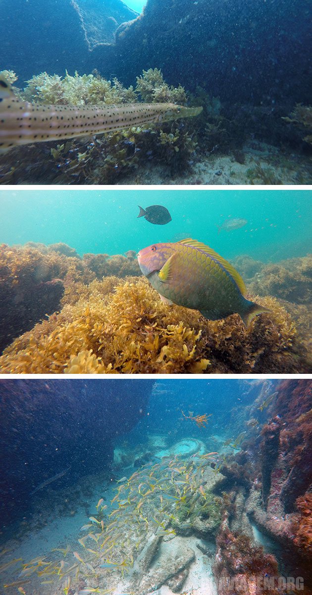Mergulho com o Dougg e o Cabeção da Sea Paradise em Noronha