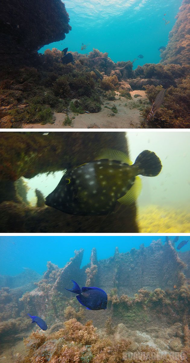 Peixes no naufrágio do Porto em Noronha