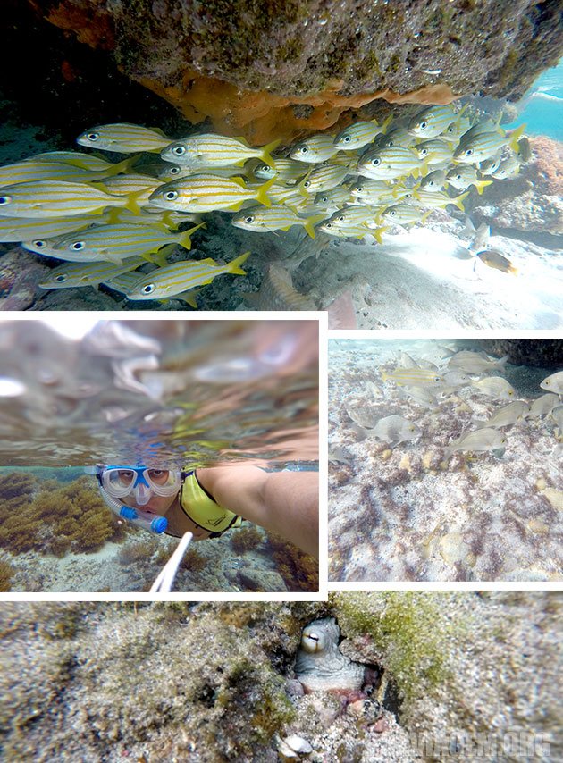 Cardumes e água cristalina na piscina do Atalaia