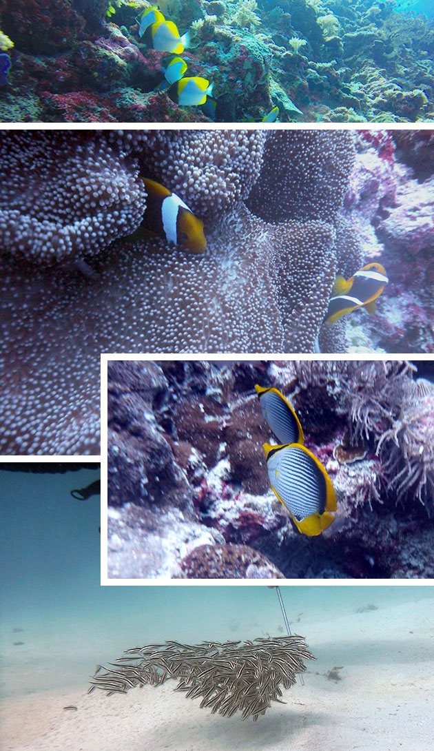 Exemplos de peixes que avistamos em alguns dos mergulhos no Palau